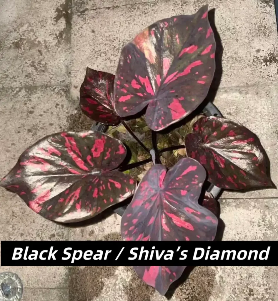 Black Spear / Shiva’s Diamond Red and Black Caladium