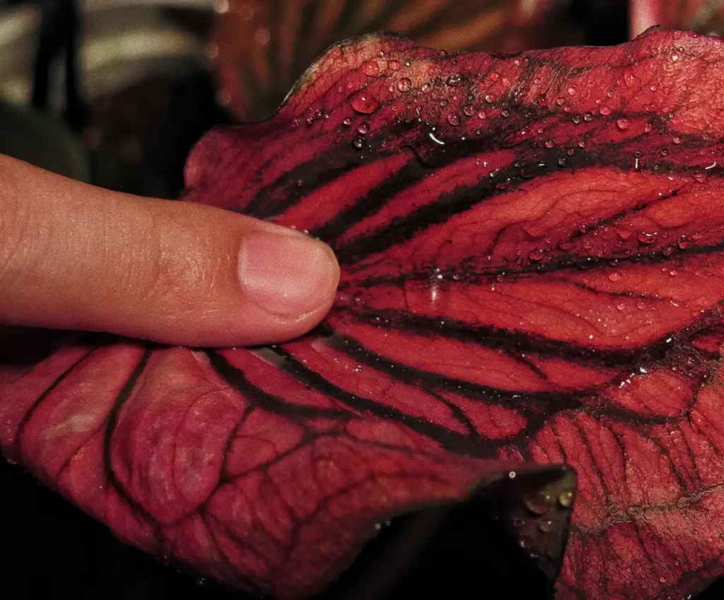 close up of a red caladium leaf with dark black veins and water drops showing the black-veined effect