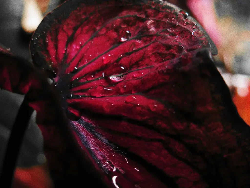dark red caladium leaf close up with black veins, water drops, and deep burgundy color