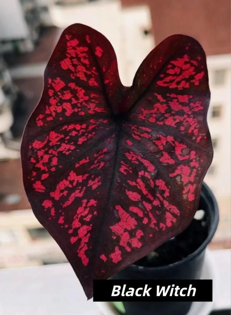 Black Witch Red and Black Caladium