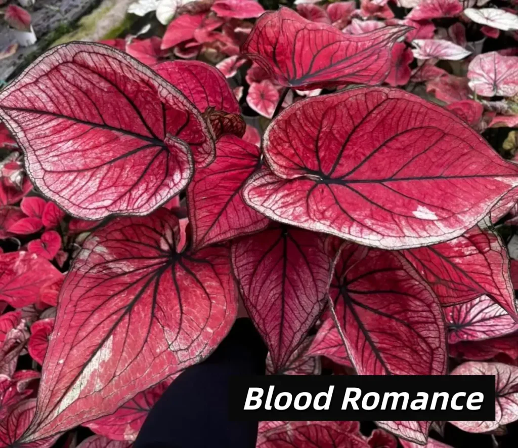 Blood Romance Red and Black Caladium