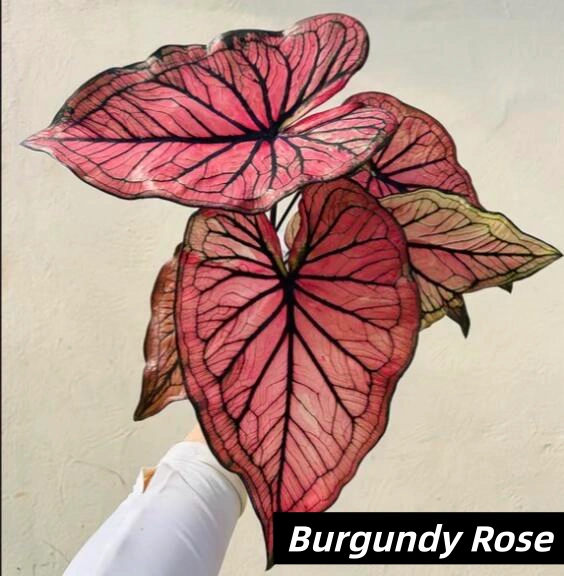 Burgundy Rose Red and Black Caladium