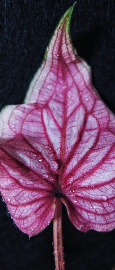 caladium leaf backlit from behind with pink veins, pale leaf surface, and soft translucent color
