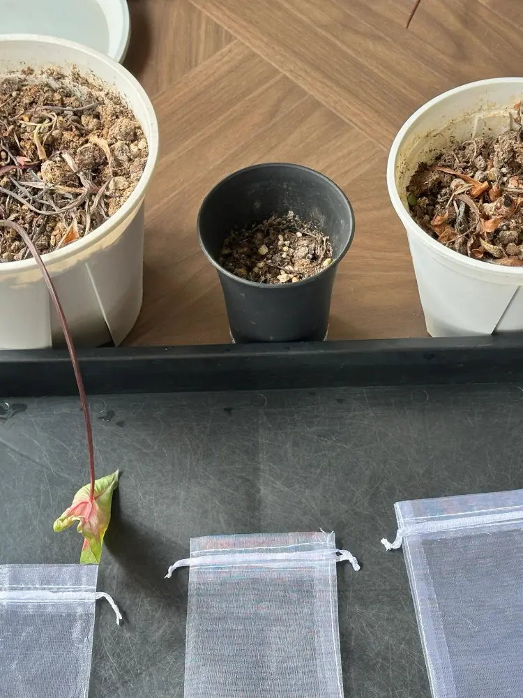 caladium pots drying down before tubers are removed for winter storage indoors