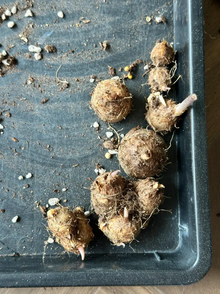 cleaned caladium tubers with small growth points placed on a tray before winter storage