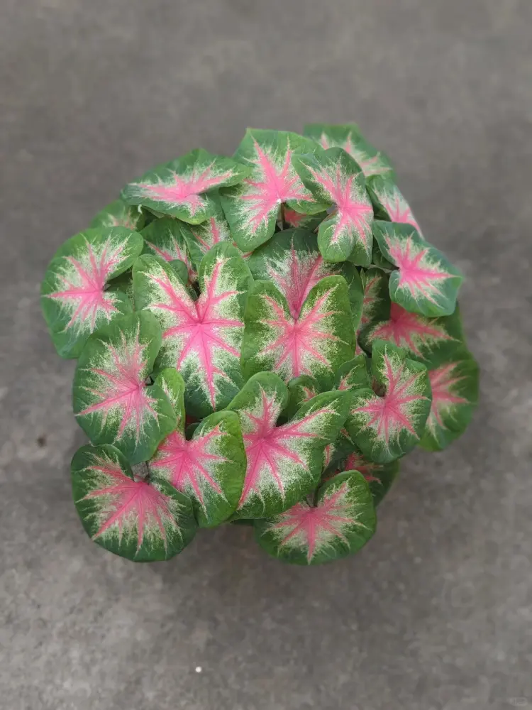 compact Rosebud caladium plant in a small pot with many green leaves and pink heart-shaped centers