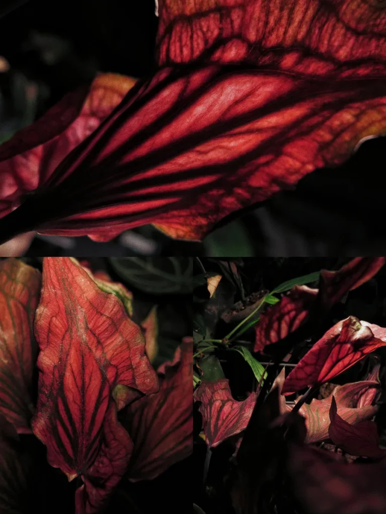 dark red caladium leaves photographed in low light with deep shadows, black veins, and burgundy color