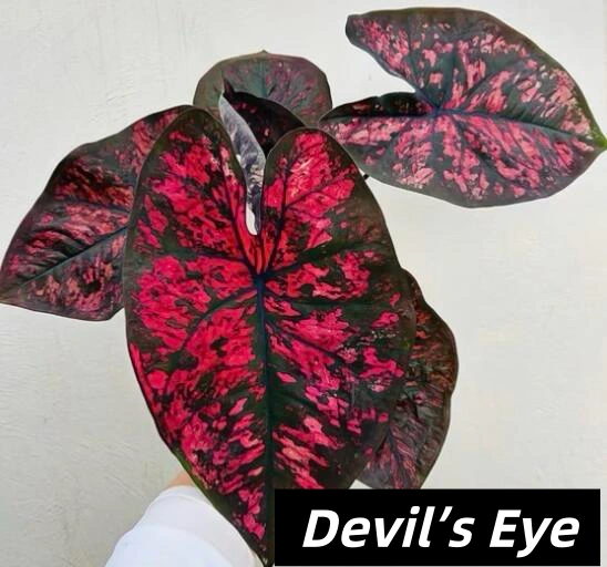 Devil’s Eye Red and Black Caladium