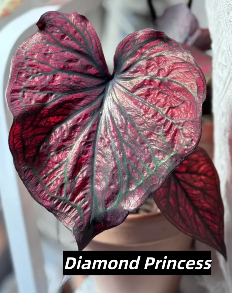 Diamond Princess Red and Black Caladium