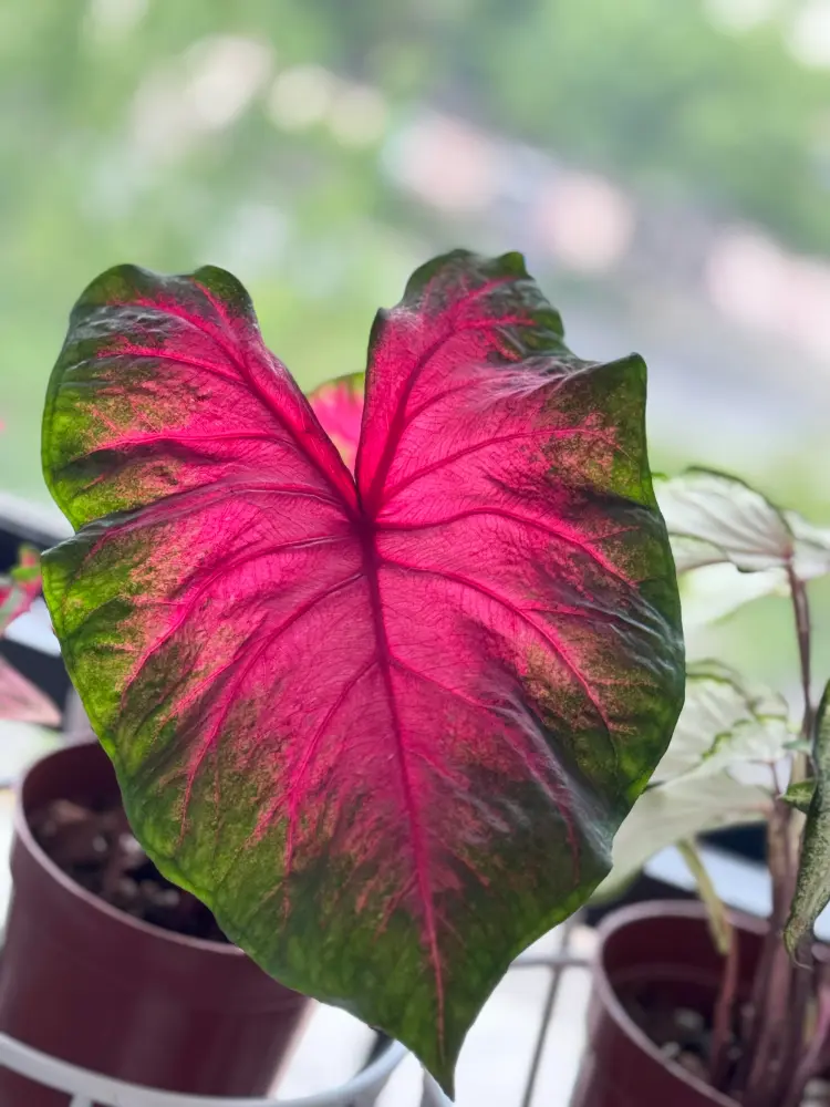 Florida Cardinal caladium leaf with a bright red center, red veins, and green edge compared with Frieda Hemple