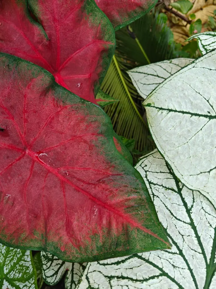 Frieda Hemple caladium with red center and green margin growing beside white caladium leaves with green veins