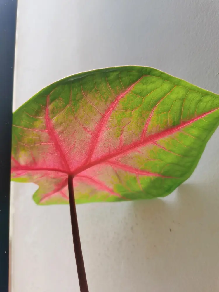 back side of a young Frieda Hemple caladium leaf with pink veins, green edges, and warm translucent color in sunlight