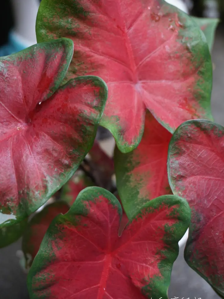 mature Frieda Hemple caladium leaves with clean red centers, green margins, and classic heart-shaped form