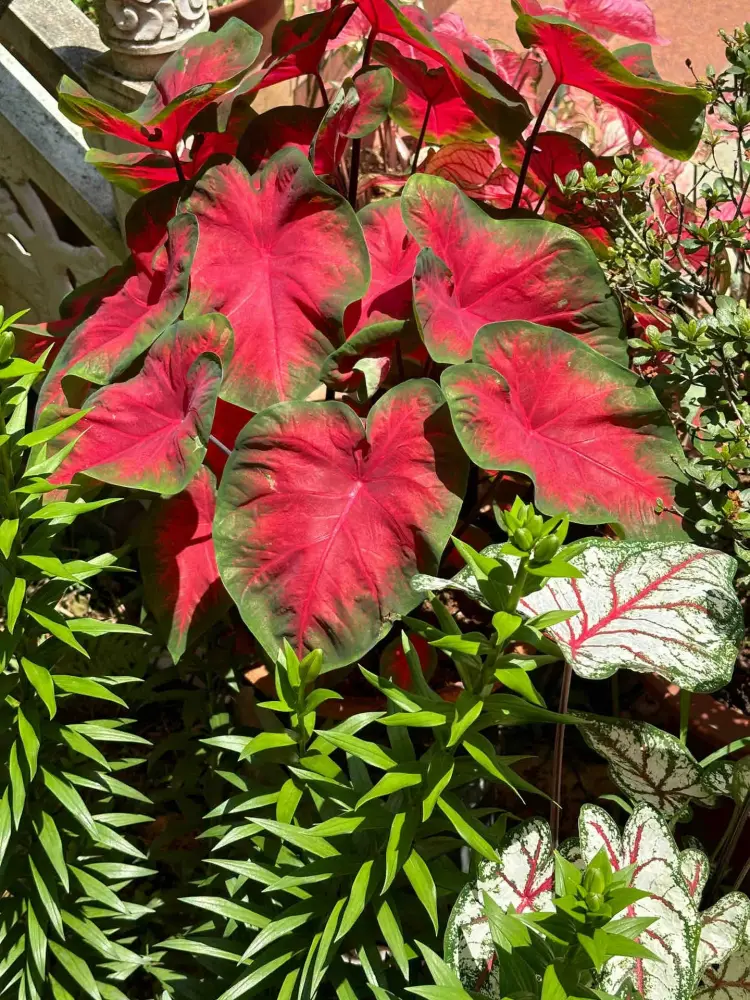 Frieda Hemple caladium leaves in sunlight with red centers, green margins, and a slightly metallic surface