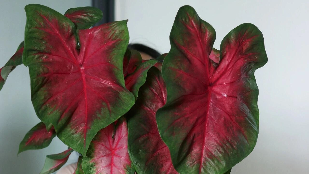 Home 8 Frieda Hemple Caladium The Classic Red Variety That Changes With Light