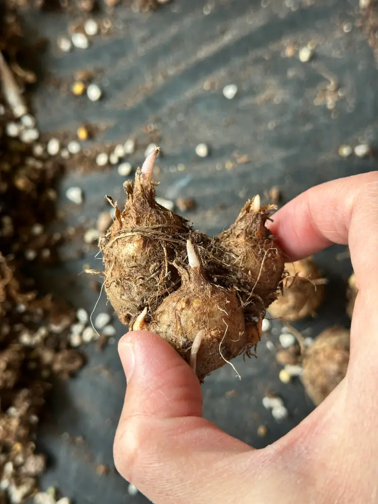 Frieda Hemple caladium tuber close up with visible pink growth points after cleaning