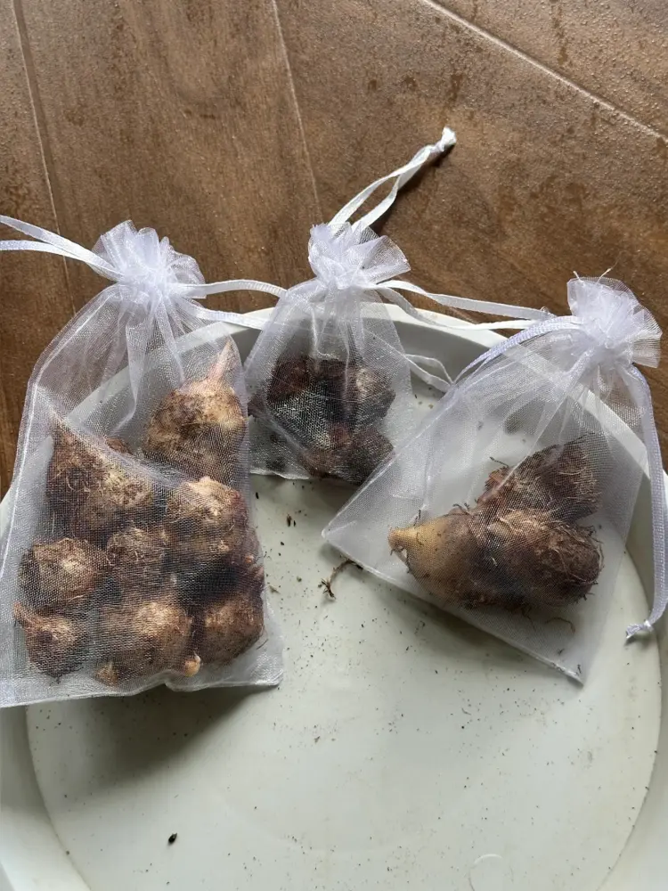 Frieda Hemple caladium tubers placed in small white mesh bags for drying and winter storage