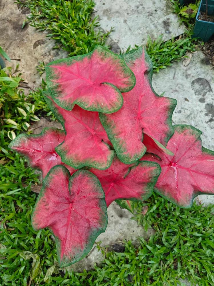 Frieda Hemple caladium plant with multiple red heart-shaped leaves and green margins viewed from above