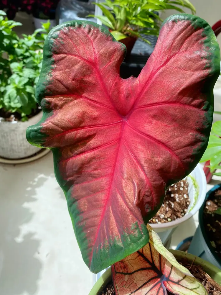 Frieda Hemple caladium leaf with a clean red center, green margin, and classic heart-shaped red caladium pattern