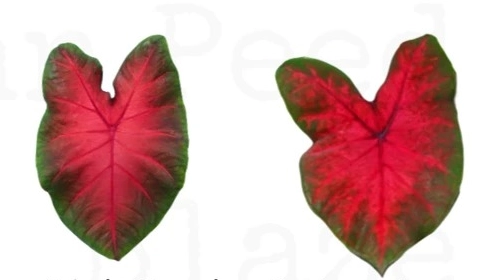 Frieda Hemple caladium leaf on the left and Postman Joyner caladium leaf on the right showing red centers with green margins