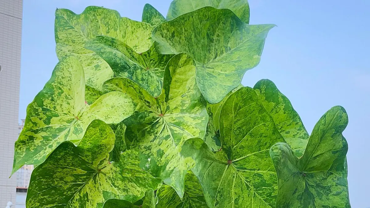 Frog in a Blender Caladium: A Fast, Tough Variety That Surprised Me