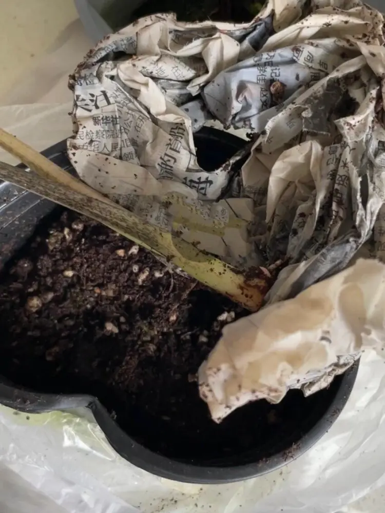 Frog in a Blender caladium arrived damaged with the root area broken near the base during shipping