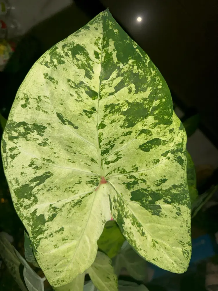 Frog in a Blender caladium leaf close up with pale green surface and dark green mottled pattern