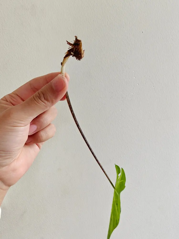 Frog in a Blender caladium recovery plant with one leaf, a long stem, and a small new tuber forming at the base