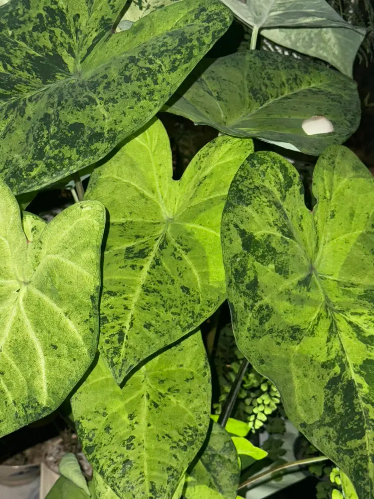 Frog in a Blender caladium with multiple green leaves showing dark green speckled markings