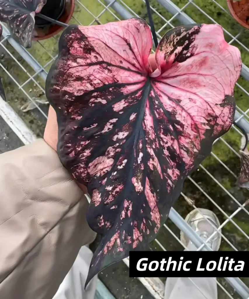 Gothic Lolita / Punk Girl Red and Black Caladium