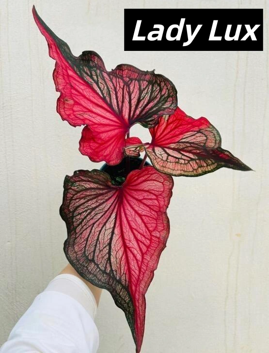 Lady Lux Red and Black Caladium