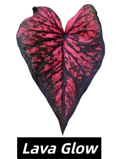 Lava Glow Red and Black Caladium