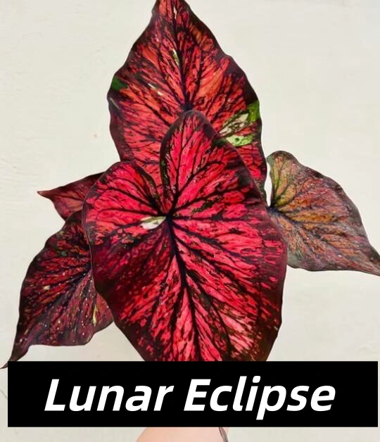 Lunar Eclipse / Moon Eclipse Red and Black Caladium