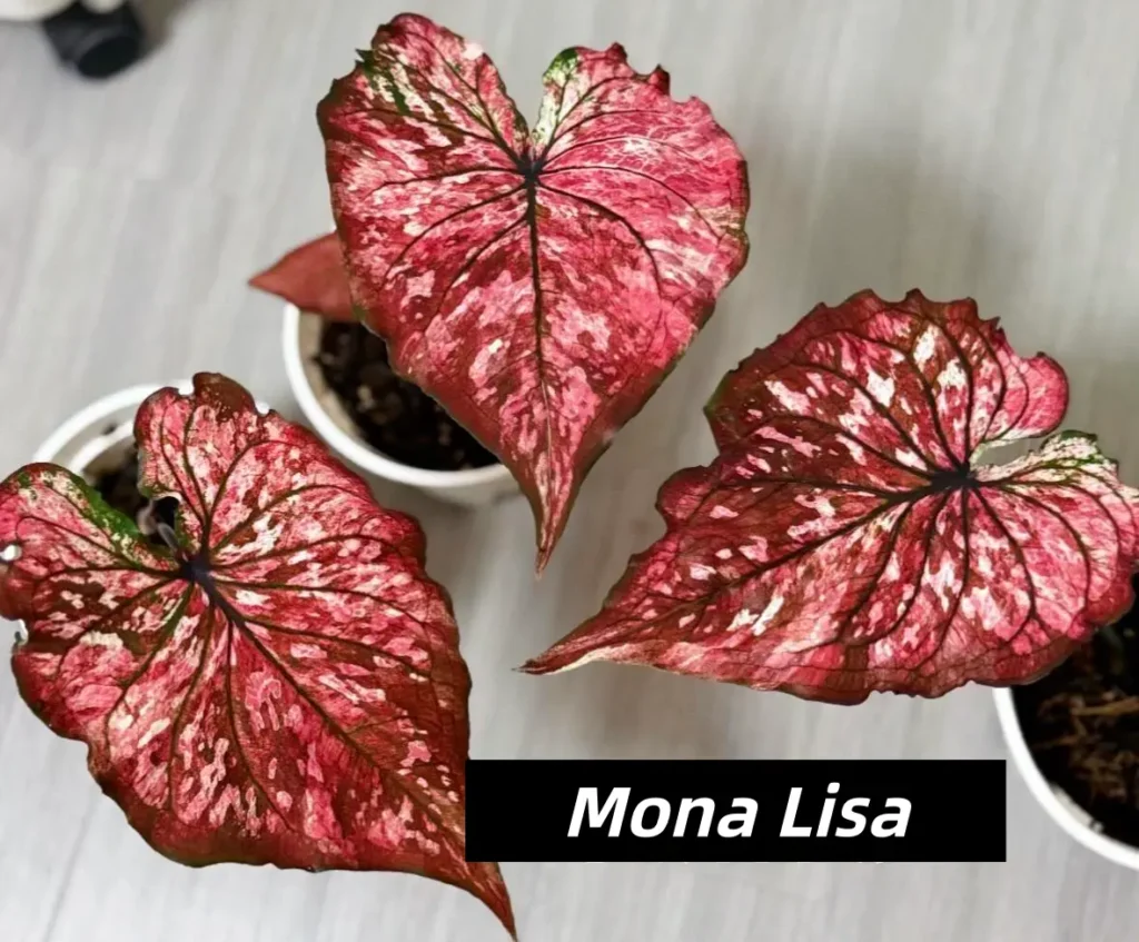 Mona Lisa / Red MonalisaRed and Black Caladium