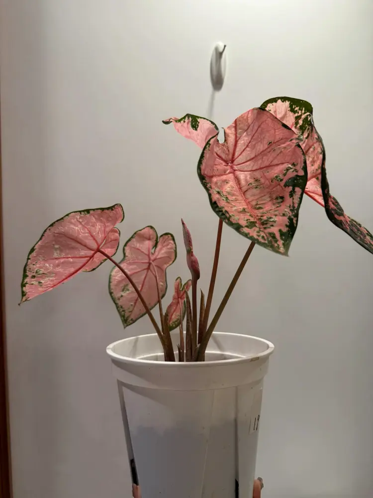 Pink Beauty caladium growing indoors in a white pot under bright light with upright pink leaves