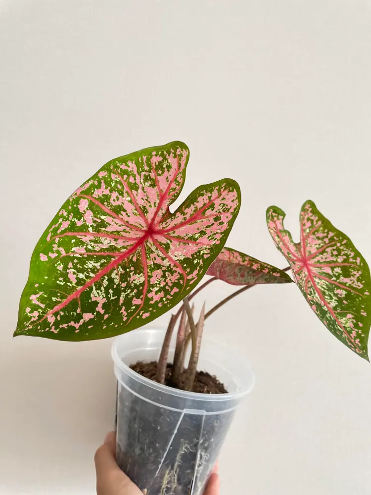 Pink Beauty caladium growing in a clear container with pink and green leaves and visible roots