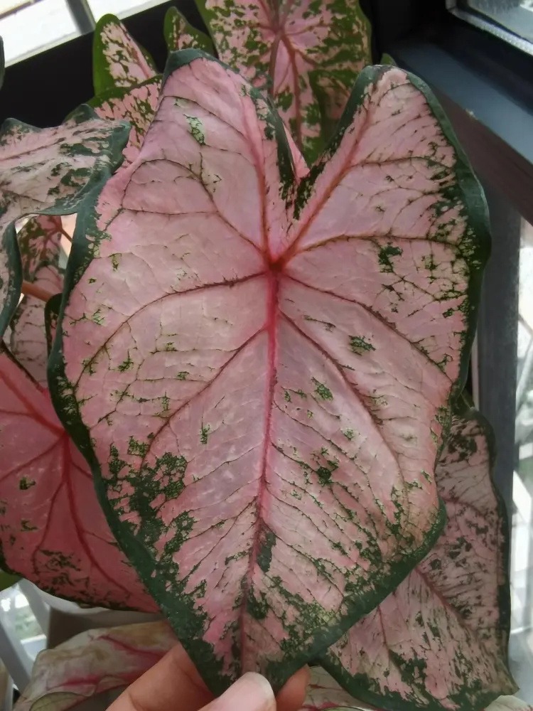Pink Beauty