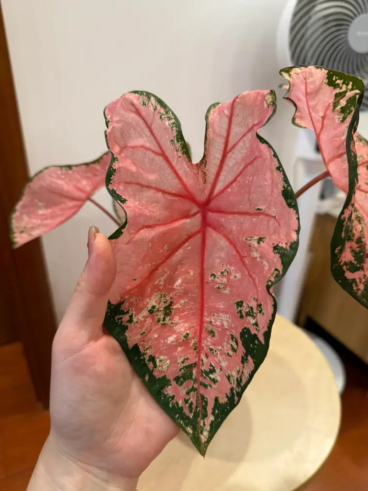 Pink Beauty caladium leaf with translucent pink color, red veins, dark green edges, and green speckled markings