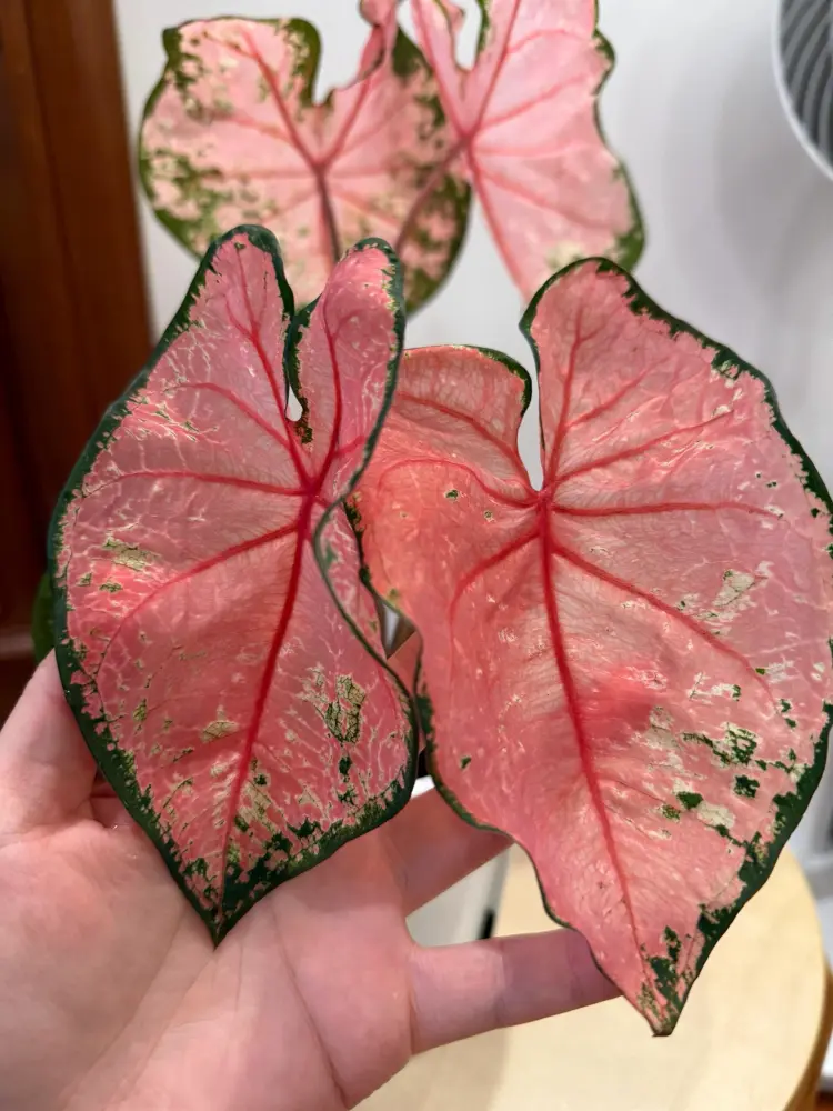 Pink Beauty caladium leaves standing upright with soft pink centers, red veins, and dark green edges