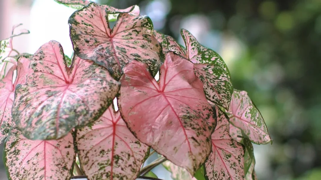 Pink Beauty Caladium: My Growing Notes on This Soft Pink Variety