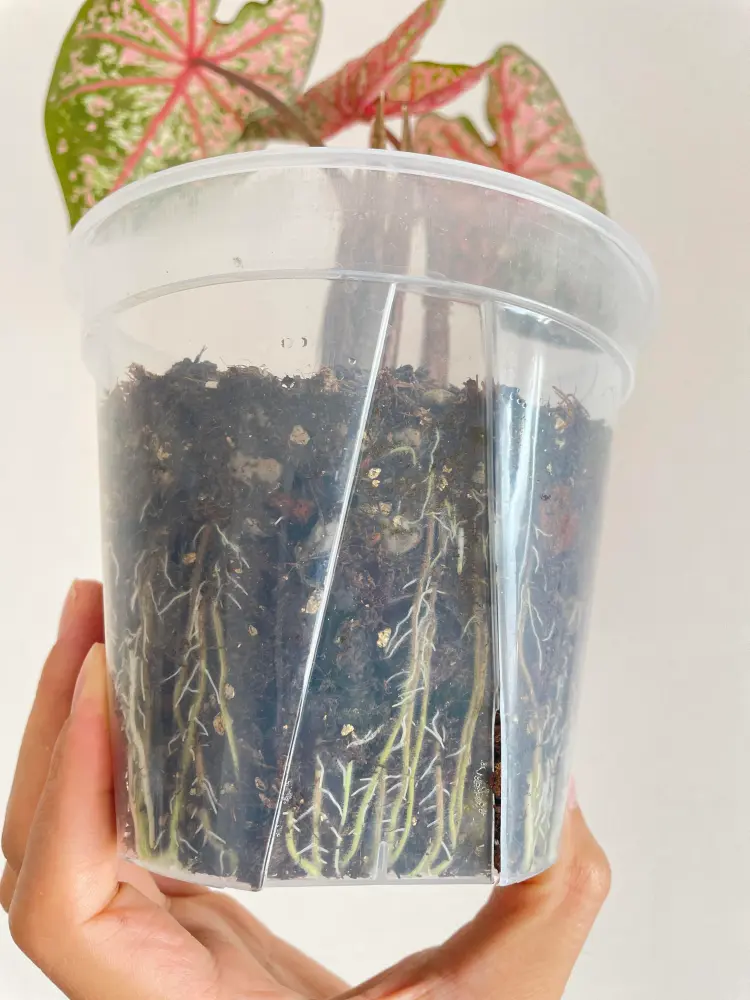 Pink Beauty caladium growing in a clear pot with visible fresh roots and young pink leaves