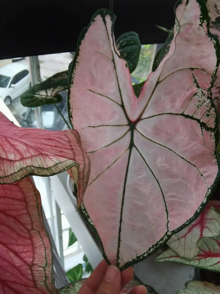 Pink Splash caladium leaf with pale pink color, dark green veins, and a defined green edge