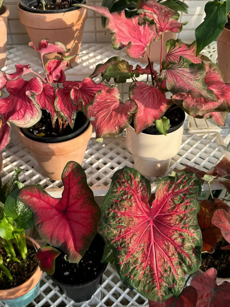 Postman Joyner caladium with deep red center and dark green margin beside other red caladium varieties in containers