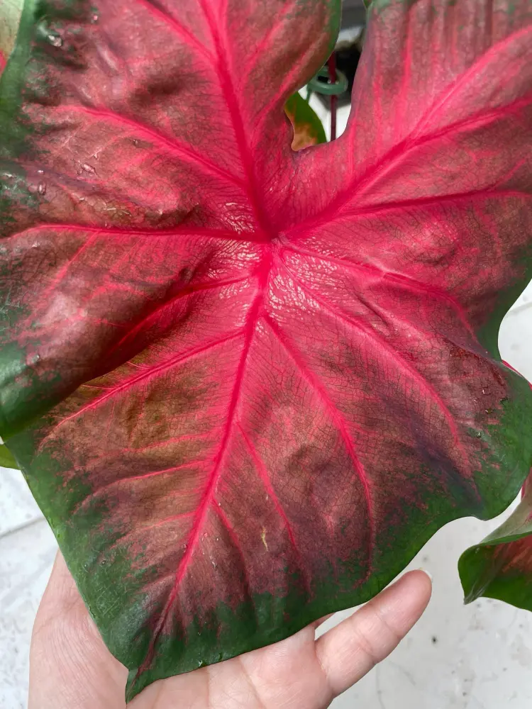 Postman Joyner caladium mature leaf with deep red center, red veins, and dark green edges turning almost purple-black