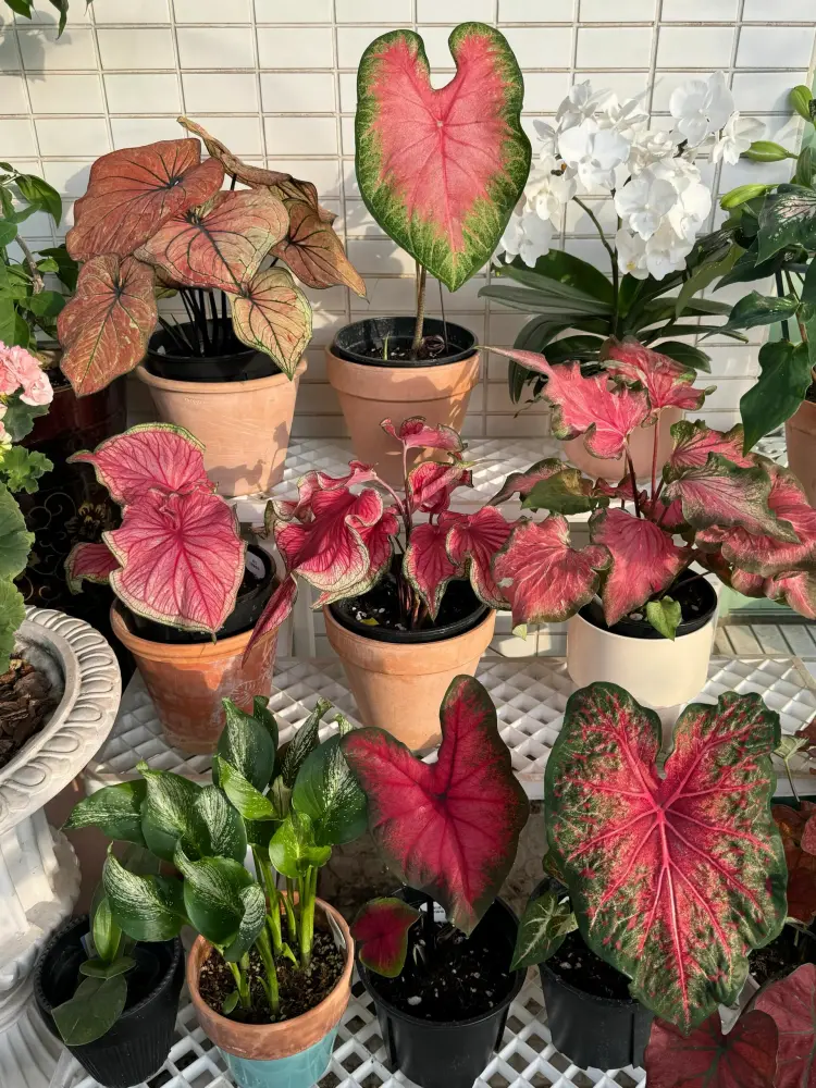 Postman Joyner caladium with dark red leaves and green margins displayed among other pink, red, and white caladium varieties