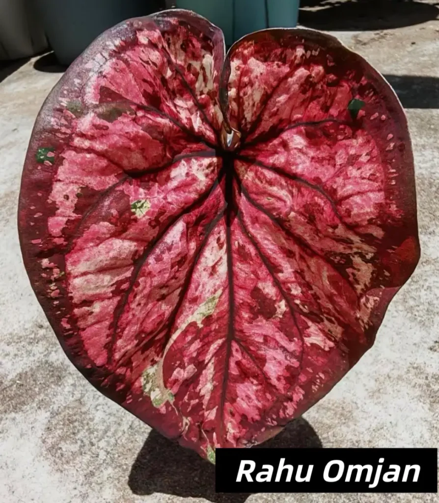 Rahu Omjan Red and Black Caladium