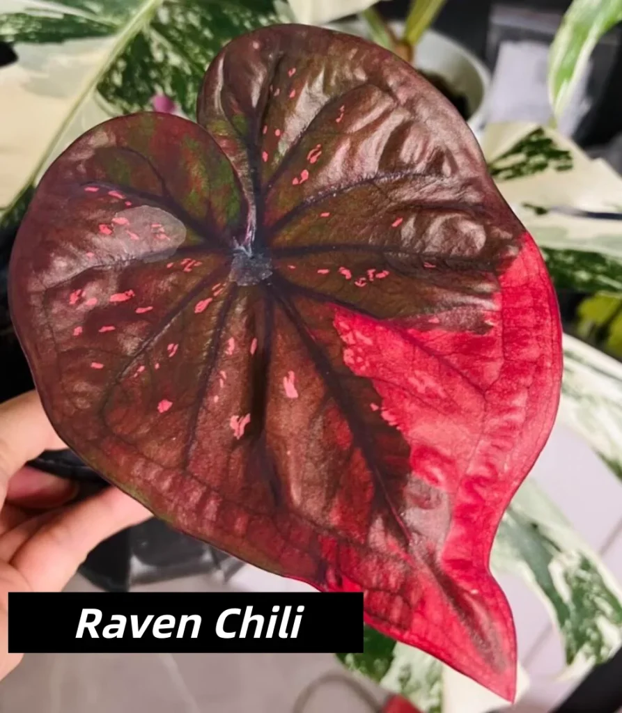 Raven Chili Red and Black Caladium