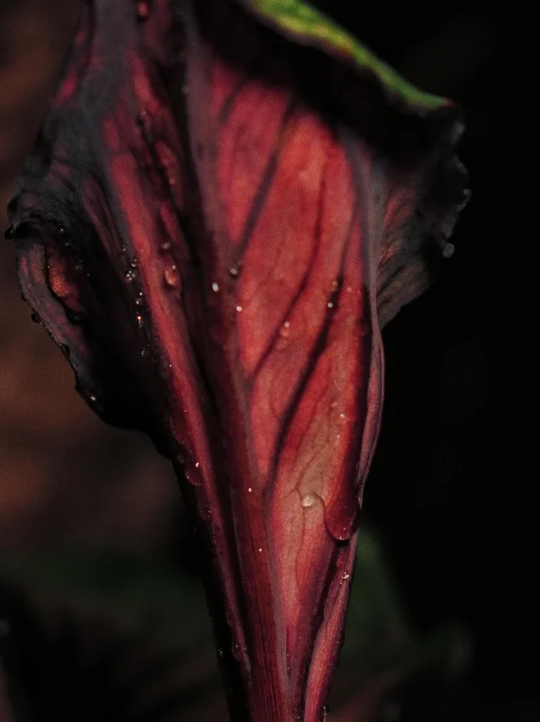 red and black caladium leaf viewed from the side with dark veins, burgundy color, and strong shadow