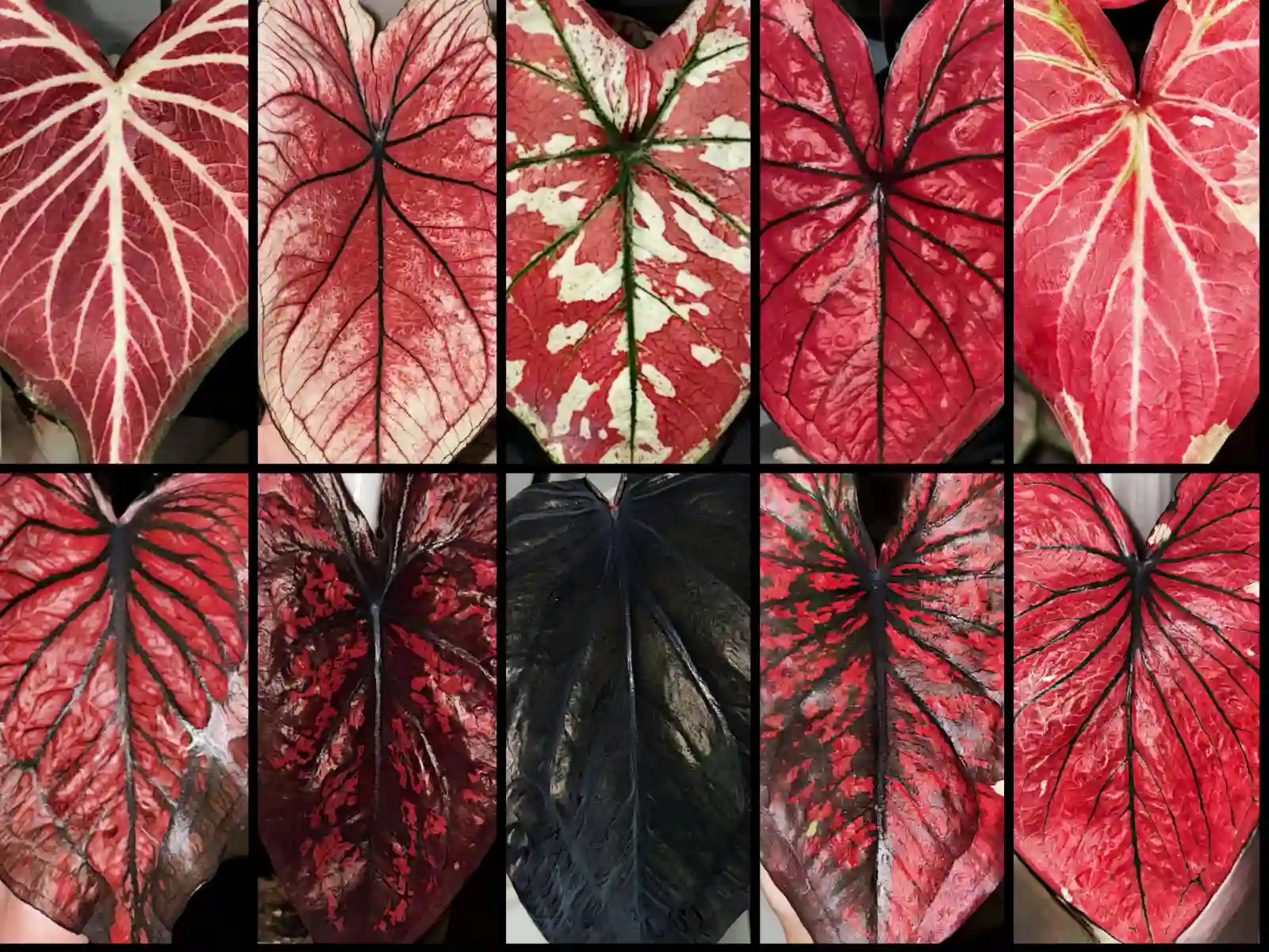 Red and Black Caladiums 18 Dark Varieties I Would Check First