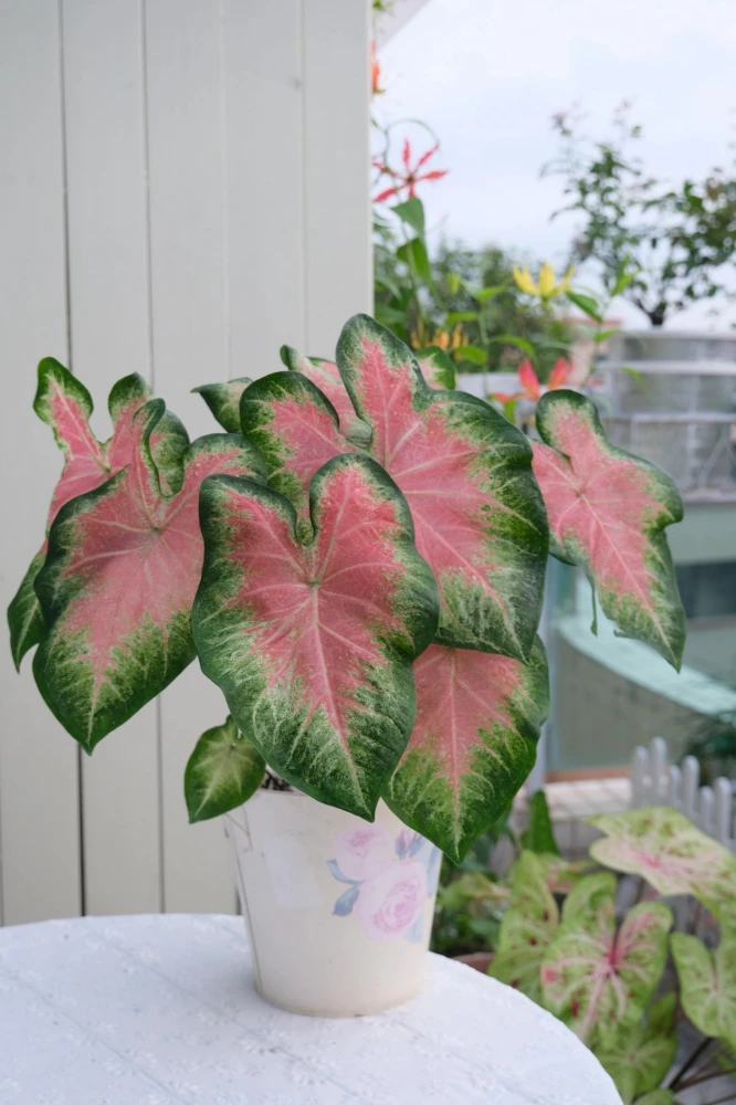 Rose Glow caladium in a white pot with pink-centered leaves, green margins, and a pale halo effect